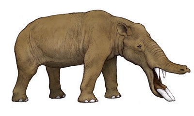 Amebelodon.jpg