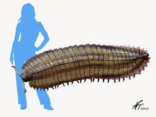 Arthropleura.jpg