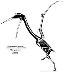 Quetzalcoatlus sp.jpg