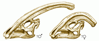 Parasaurolophus skulls.gif