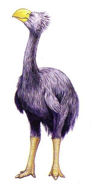Bullockornis.jpg