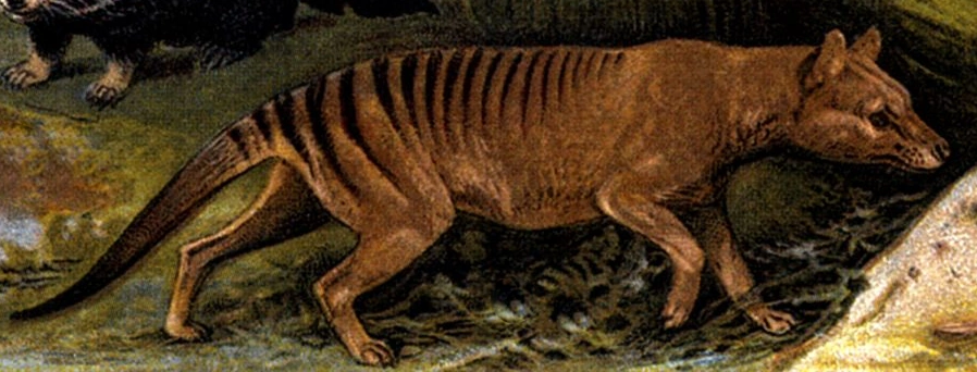 Thylacinus Wiki Prehistórico Fandom powered by Wikia