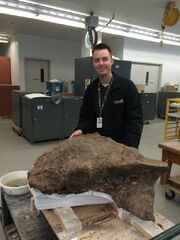 Ankylosaurus skull.jpg
