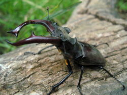 Beetle.jpg