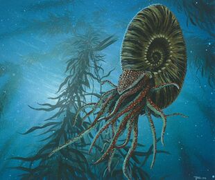 Dalle ammonites,Photo numérique,dignes les bains,Ernst Haeckel,Pline - Art Libertaire - Frank César LOVISOLO - L’ammonite incrustée de couleur avec une descente et sa sortie en tuyau coudé qui de soit de symboliser le temps aquatique. "Symbole tuyauté réaliste temporellement aquatique." Dite avec l'accent de Salvador Domingo Felipe Jacinto Dalí i Domènech la phrase aurait eu plus d'emphase! 