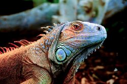 Lizard-iguana