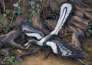 Archeopteryx 02.jpg