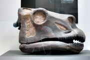 Brontosaurus