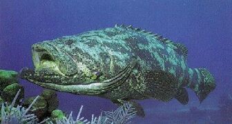 Porticangrouper