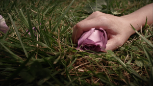 Charlotte'sRose