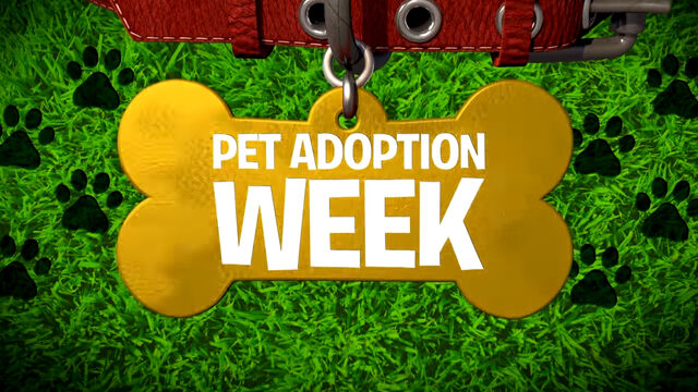 File:Pet Adoption Week.jpg
