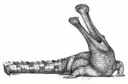 Ms Sarcosuchus