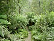 CretaceousRainforest