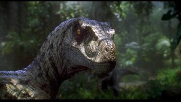 Crasraptor Femmina