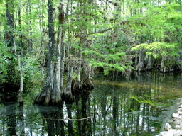 Future Swamp