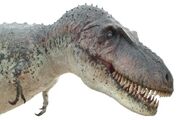 Daspletosaurus025