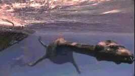 Nessie