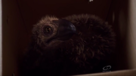 JuvenileTerrorBird