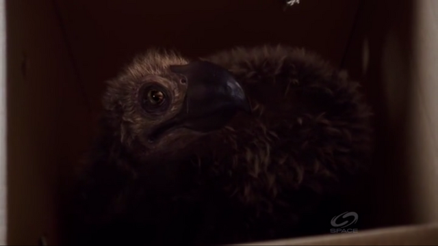 File:JuvenileTerrorBird.png