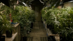 NW1x4Blake&SkeezersCannabisPlants