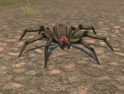 Spider form