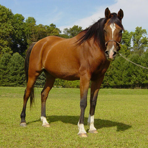 File:Bay mare.jpg