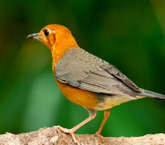 File:Orange-headed=thrush.jpg