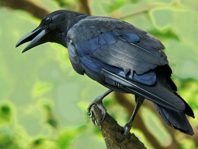 File:Crow2.jpg