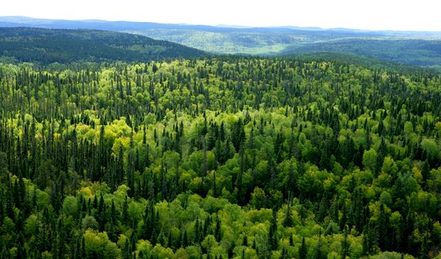 File:Boreal-forest.jpg