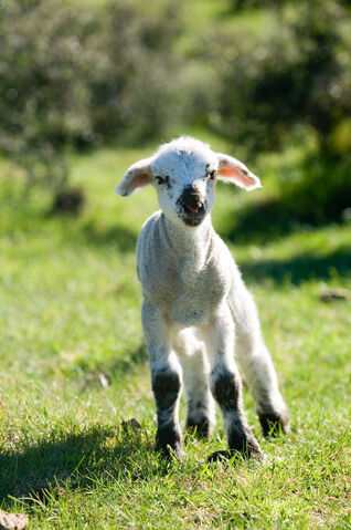 File:Lamb.jpg
