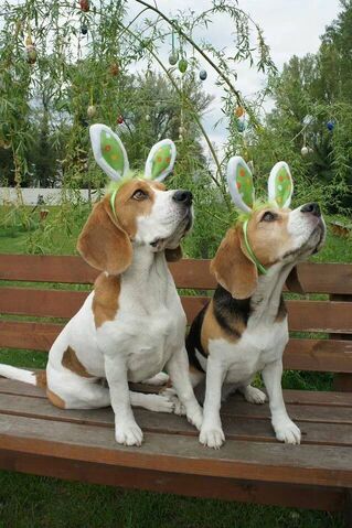 Plik:Easter beagle1.jpg