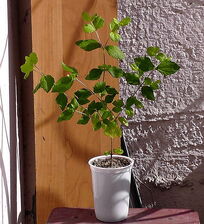Calea ternifolia.jpg