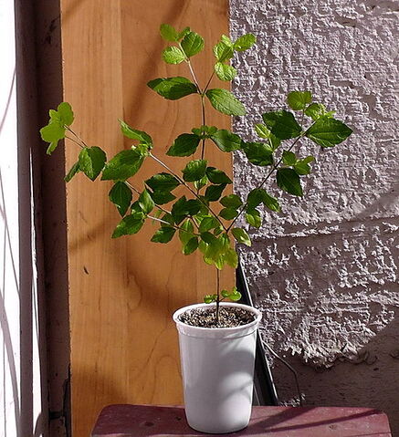 Plik:Calea ternifolia.jpg