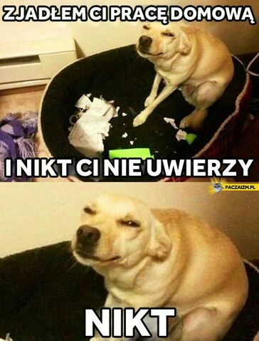 Plik:74338047b3aeac72add0fa69aa0b5d93--funny-pets-funny-things.jpg
