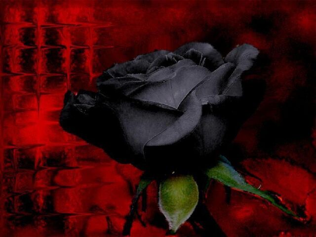 File:Beautiful-black-rose.jpg