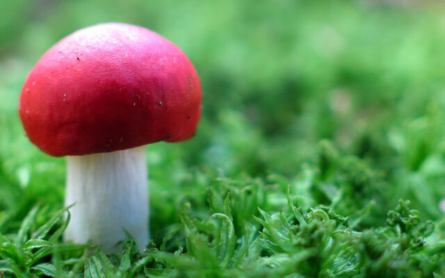 File:Red mushroom in green-wide.jpg