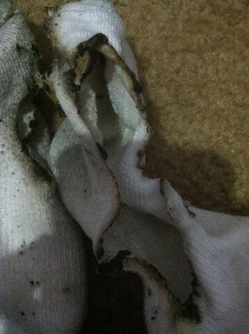 File:Image 1362429219583545.jpg
