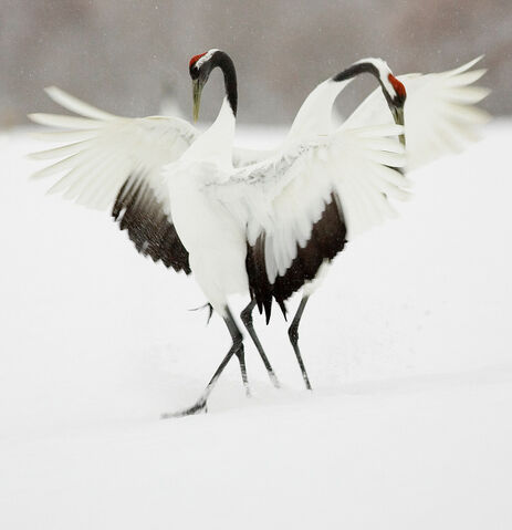 File:Japanese crane.jpg