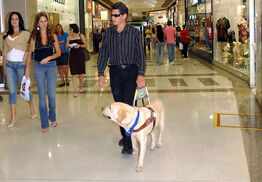 DogSErvice2