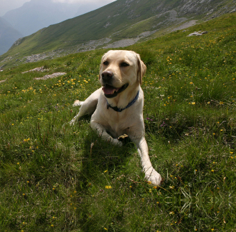 Swiat Pedigree.jpg