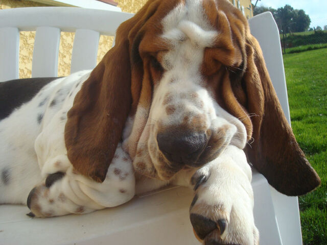Plik:Jeune basset-hound.jpg