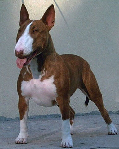 Plik:Bulterier 2.jpg