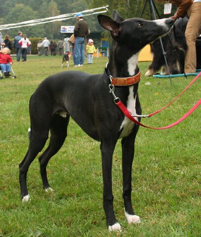 Plik:Whippet.jpg