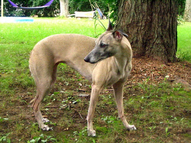 Plik:Whippet 3.jpg