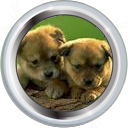 Plik:Badge-picture-3.png