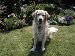 Golden Retriver - Rocky.jpg