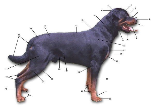 Dog anatomy