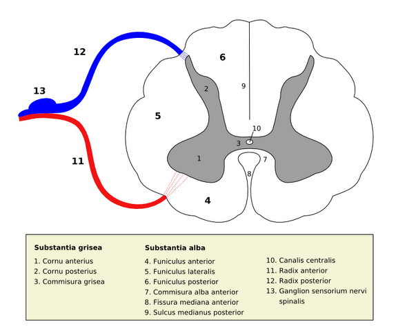 File:Medulla spinalis - Section - Latin.png