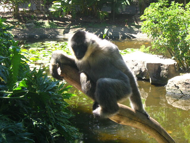 File:Whitecheeked gibbon.jpg