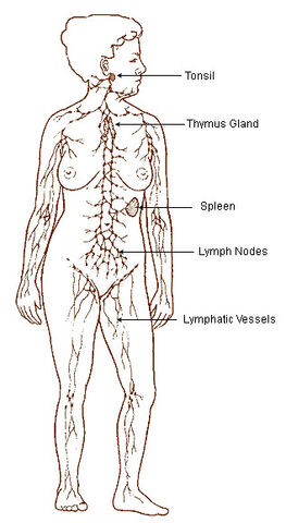 File:Illu lymphatic system.jpg